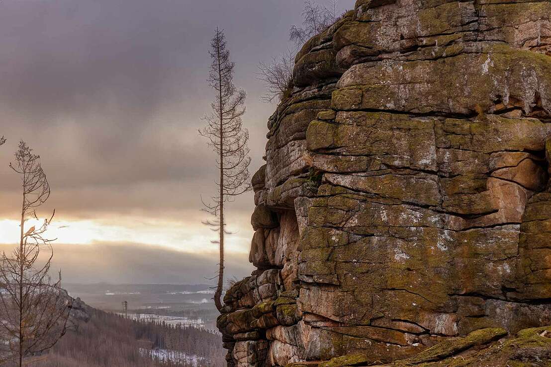 Baum auf der Feuersteinklippe