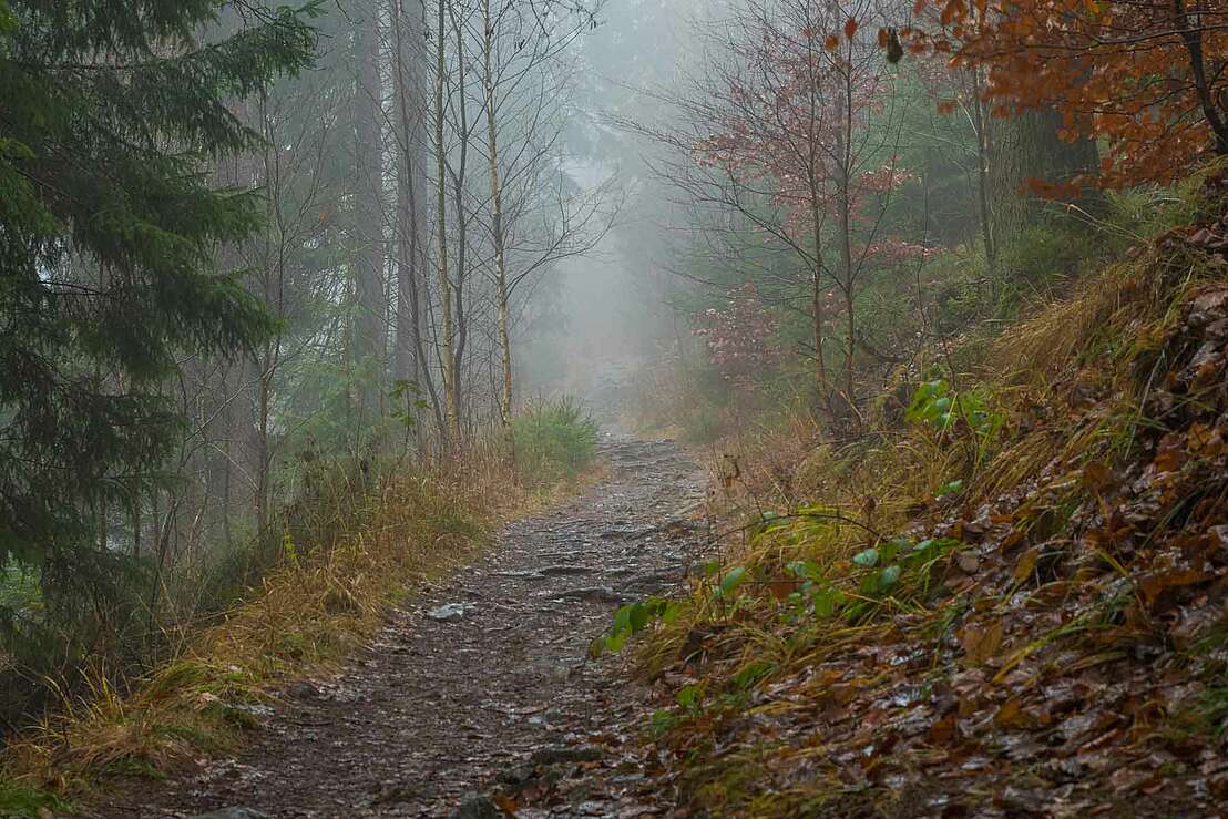 Mystischer Waldweg bei Romkerhall