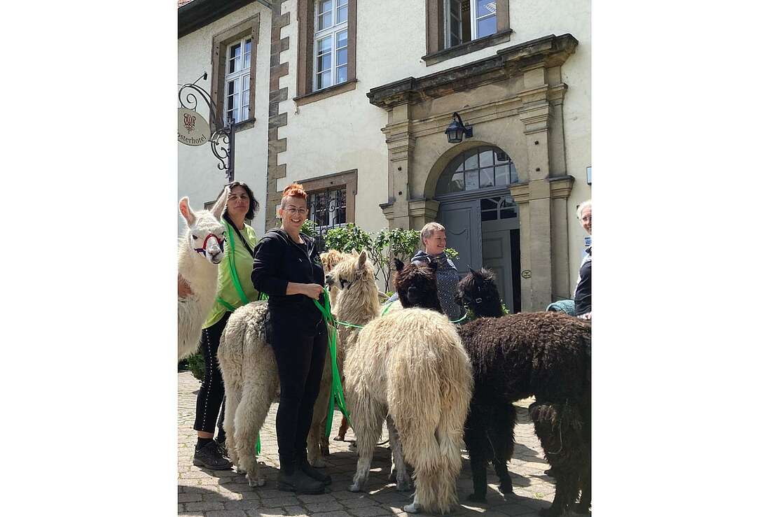 Alpakawanderung im Fackellicht
