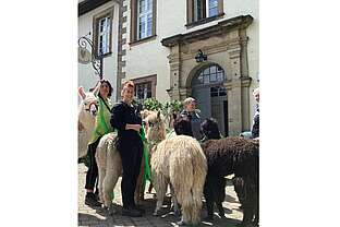 Alpakawanderung im Fackellicht