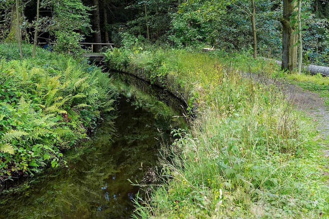 Dammgraben der Oberharzer Wasserwirtschaft