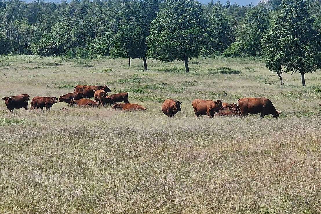 Rinder auf der Weide