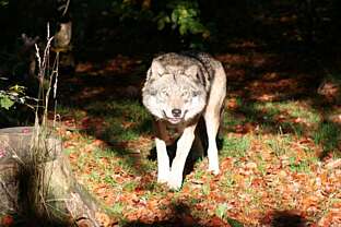 Tierpark Thale Tierpark Thale