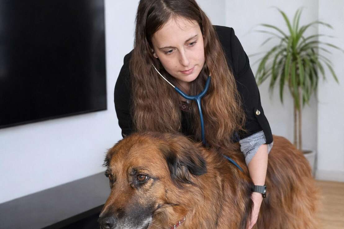 Untersuchung beim Hund