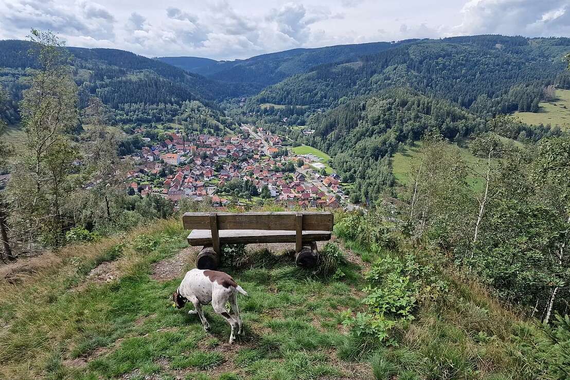 Wandern mit Hund