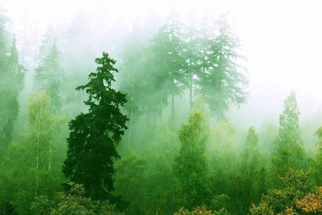 mystischer Dunst im Harzer Wald