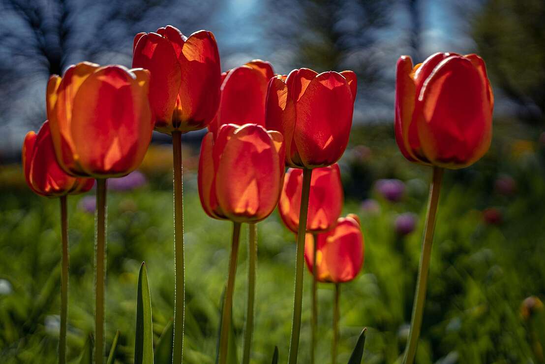 Frühling mit dem Frauenchor