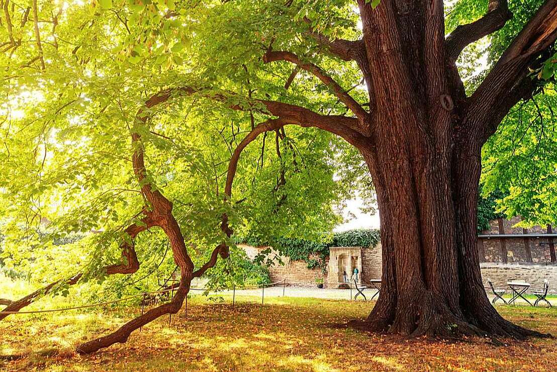 300 Jahre alte Linde als Naturdenkmal 300 Jahre alte Linde als Naturdenkmal