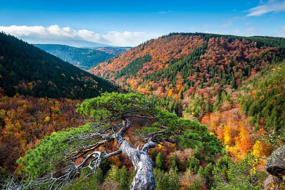 Blick vom Ilsestein über das Ilsetal