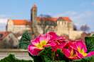 Frühling vor dem Quedlinburger Schloss