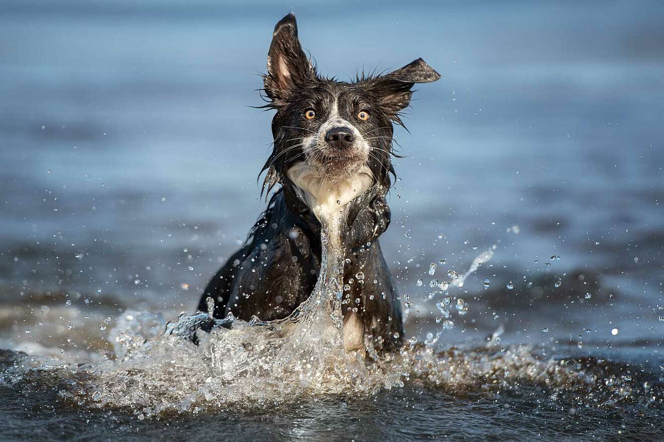 Badespaß für Hunde