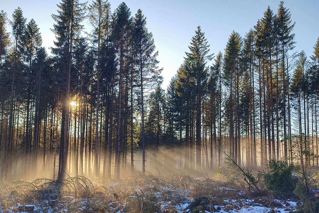 Wintersonne trifft Nebelschwaden in der Nähe von Schierke