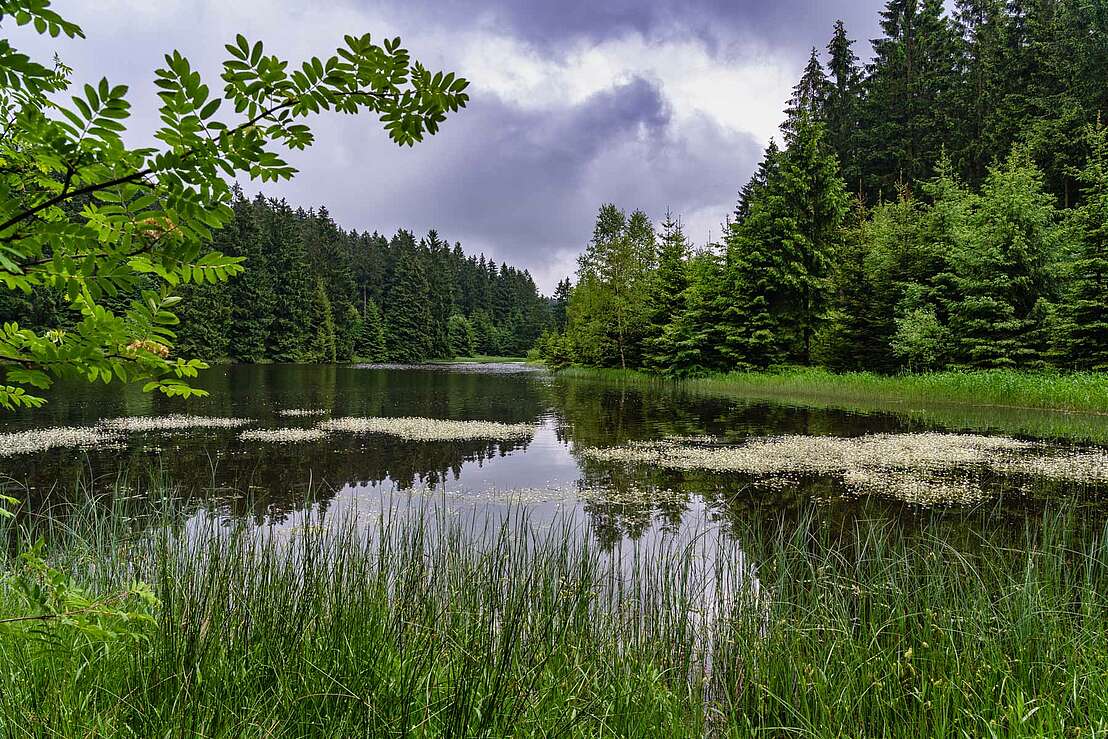 Herrliche Natur am Bärenbrucher Teich bei Clausthal-Zellerfeld