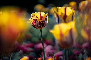 Frühjahrsblüher Frühjahrsblüher