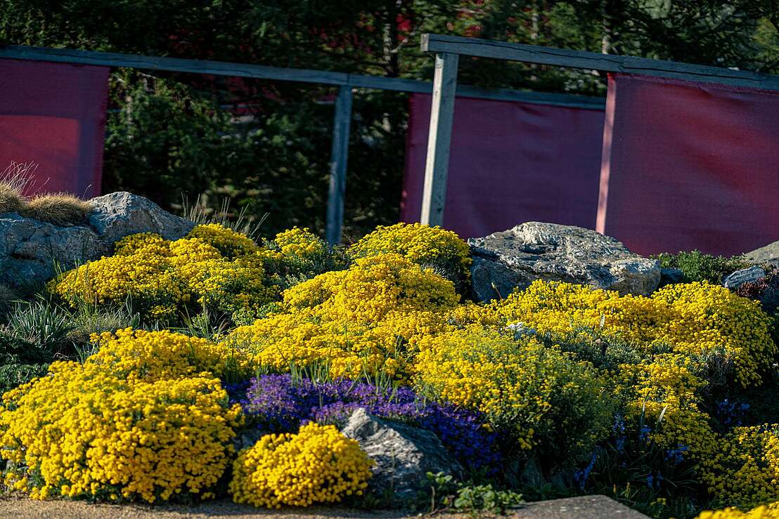 Gelb soweit das Auge reicht
