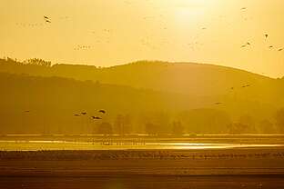 Abflug der Kraniche am Stausee Kelbra