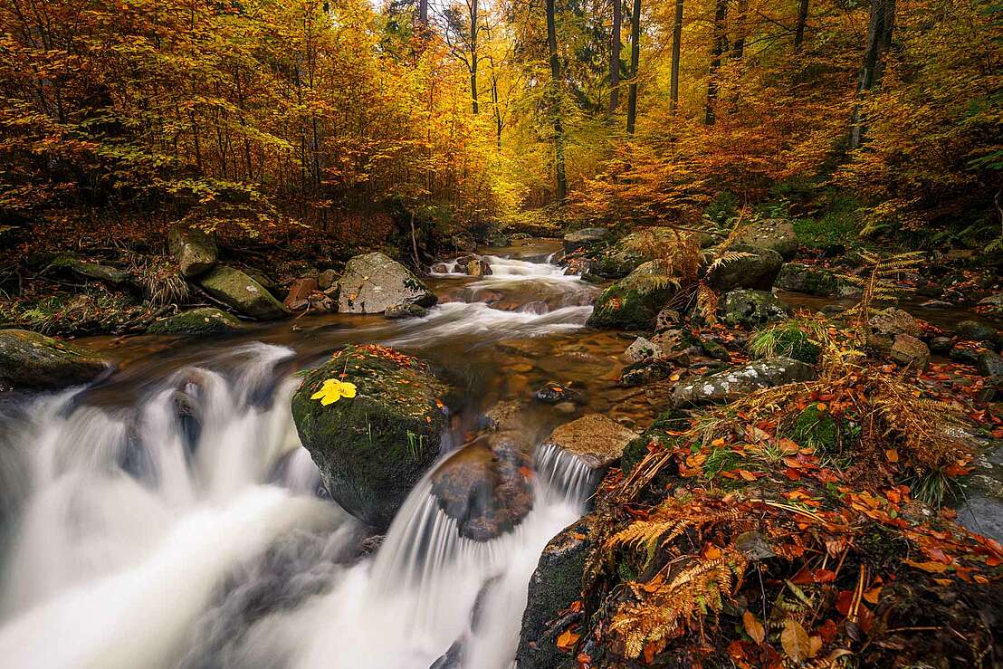 Die Ilse im Herbstlaub