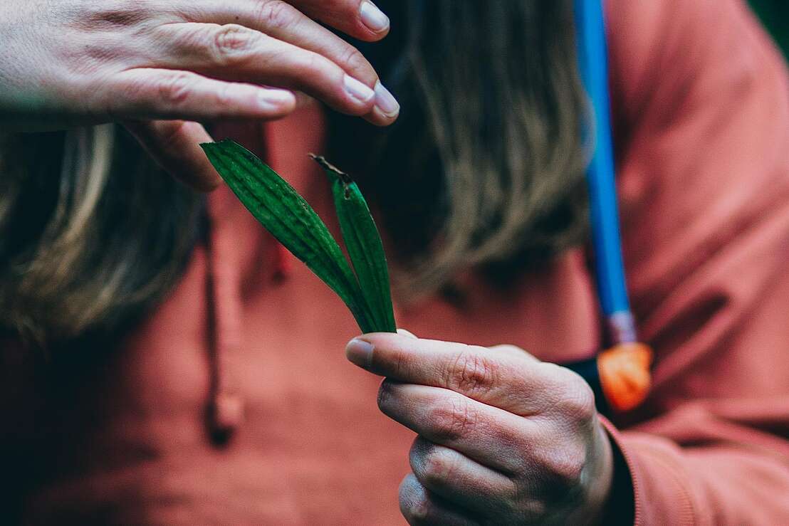 Wildkräuterwissen vermitteln