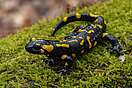 Feuersalamander im Naturschutzgebiet Selketal