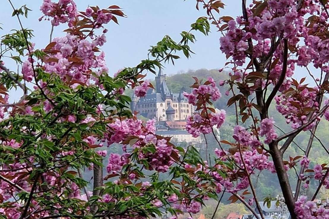 Blick zum Schloss Blick zum Schloss
