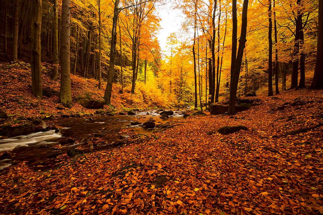 Die Ilse in Herbstlaub gehüllt