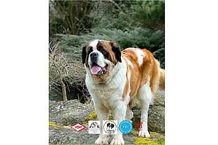 Bernhardiner Weltausstellung