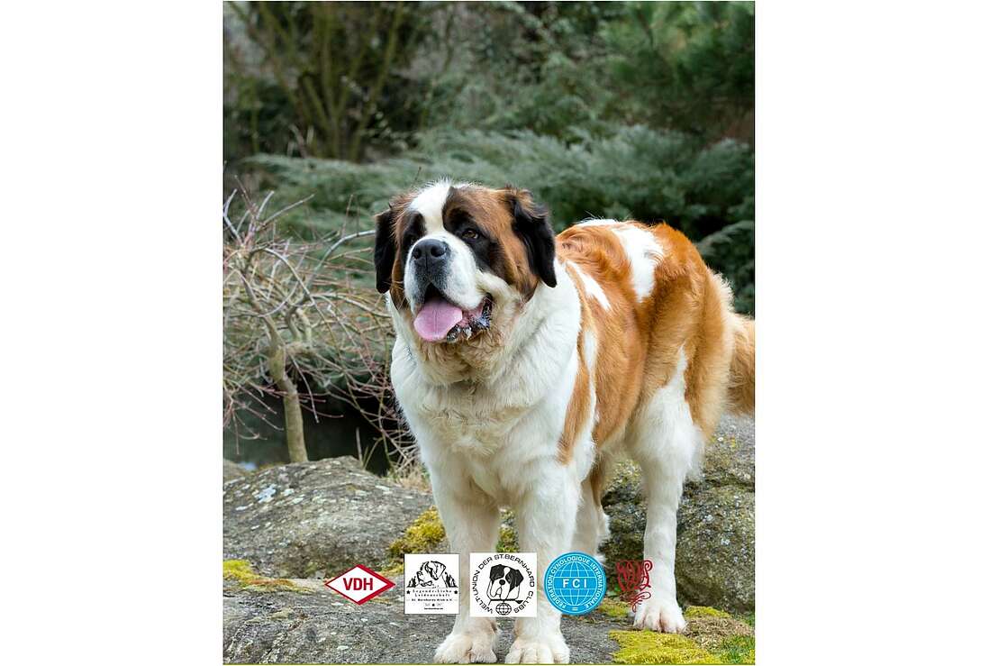 Bernhardiner Weltausstellung