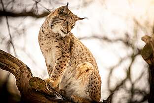 Luchs