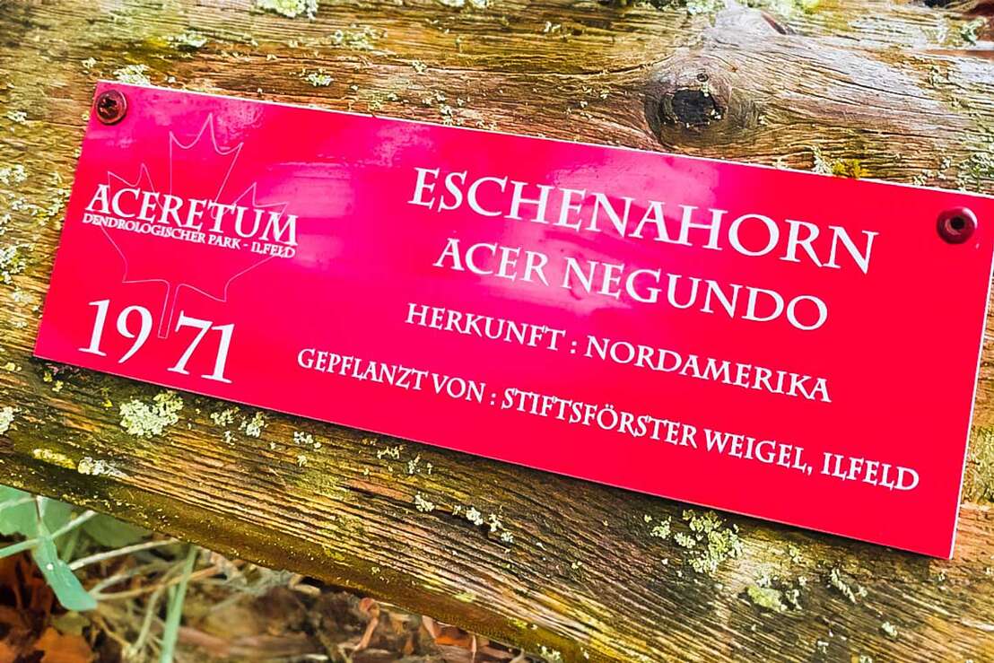 Eschenahorn im Ahornpark Ilfeld