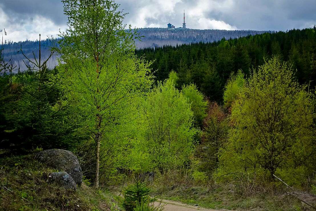 Blick von der Bremer Hütte zum Brocken