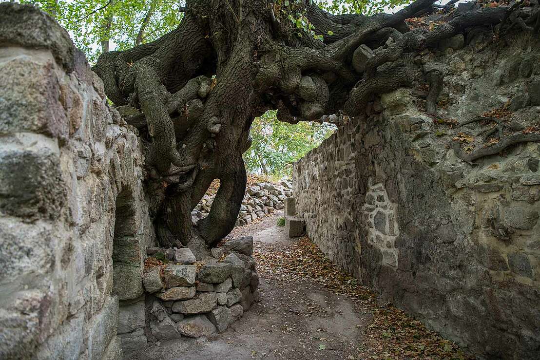 Unter dem Hexenbaum