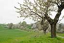 Kirschblüte an einem Feldweg Richtung Hamma