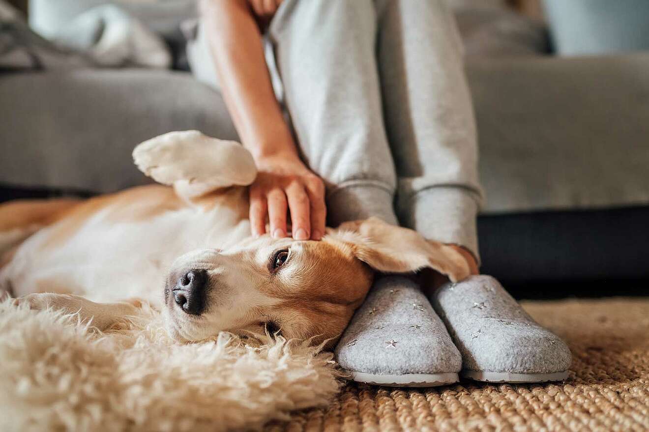 Dein hundefreundliches Zuhause 