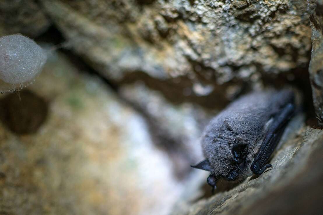 Die Rübeländer Tropfsteinhöhlen sind natürlicher Wohnraum für Fledermäuse.