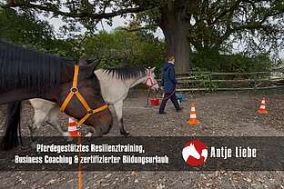 pferdegestütztes Coaching