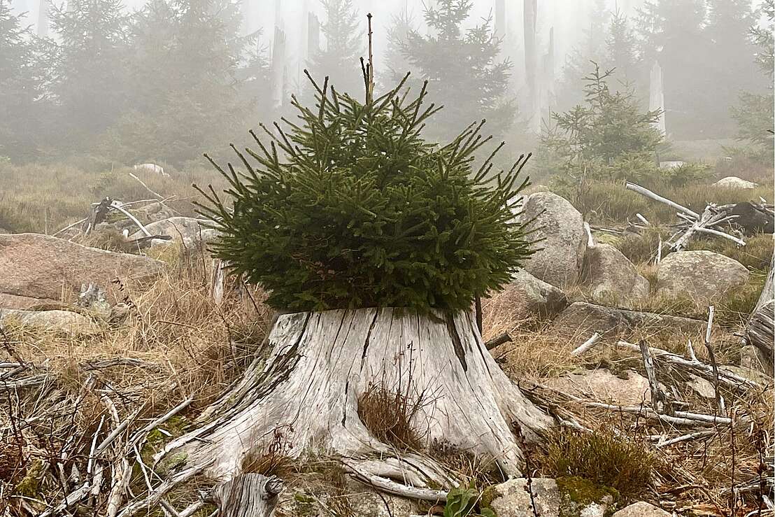 Neues Leben_Ulrich Sperling