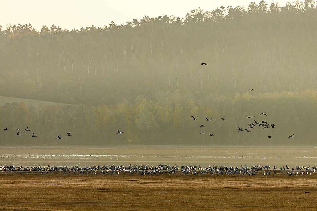 Kraniche auf dem Stausee Kelbra