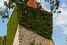 Efeu am Turm der Dorfkirche Wedderstedt
