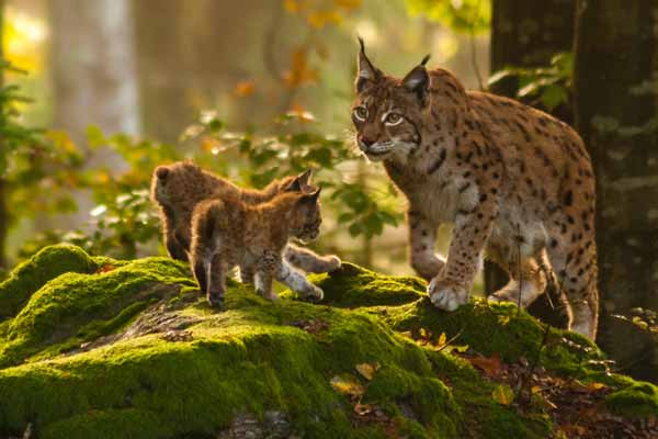 Pflanzen und Tiere im Nationalpark