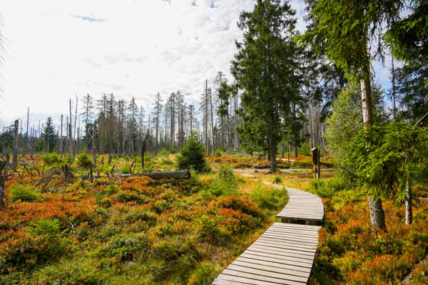 Moore im Harz