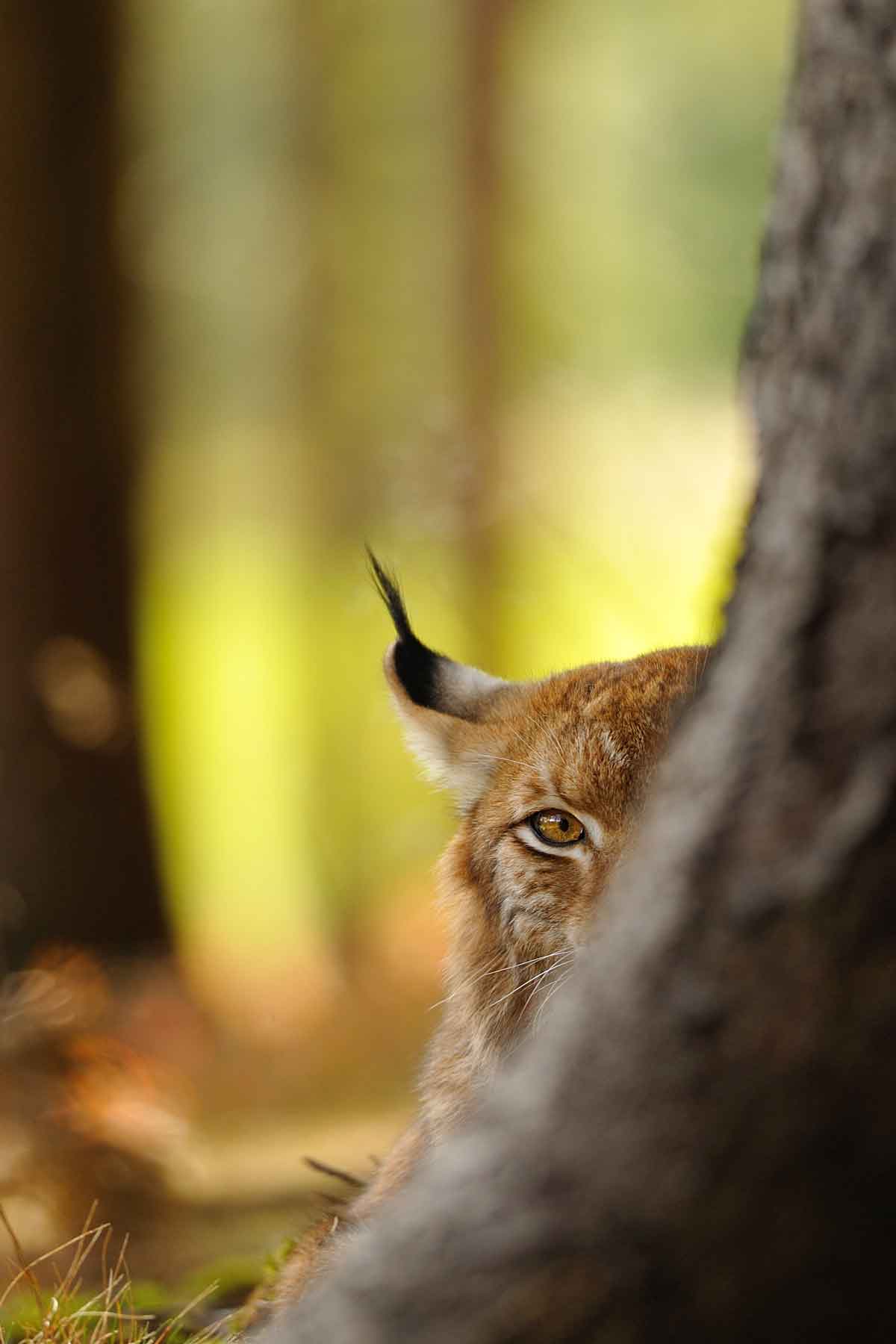 Luchs im Nationalpark Harz